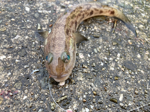 サビハゼの釣果