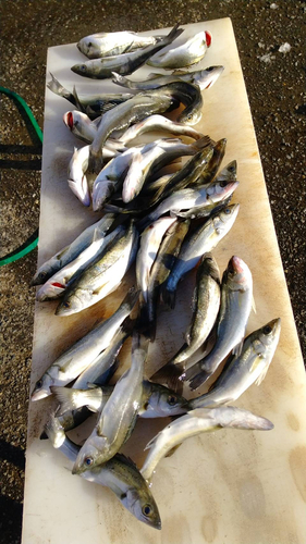 シーバスの釣果