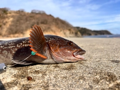 アイナメの釣果