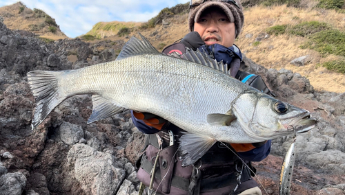 ヒラスズキの釣果