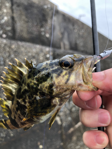 タケノコメバルの釣果