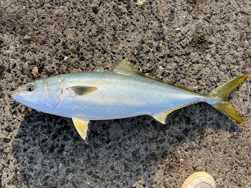 ブリの釣果