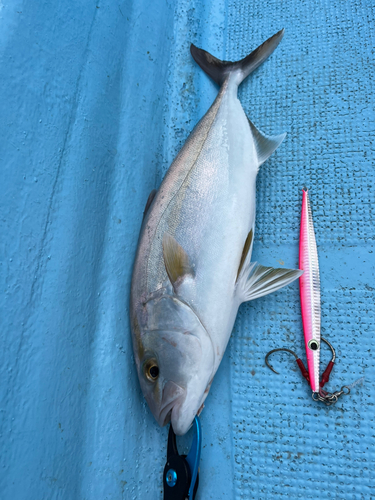 ブリの釣果