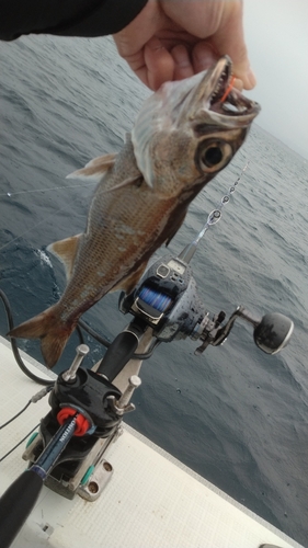 クロムツの釣果