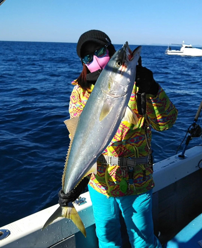 ブリの釣果