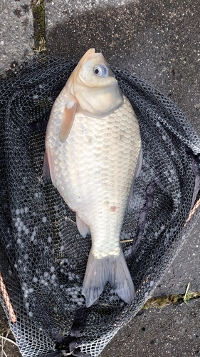 フナの釣果