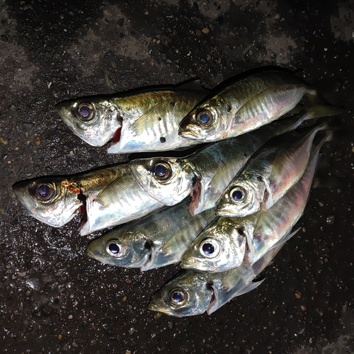 アジの釣果