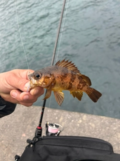 アカメバルの釣果