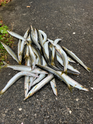 カマスの釣果