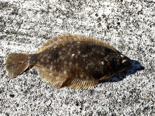 アイナメの釣果