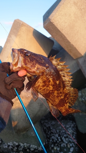 タケノコメバルの釣果