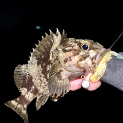 ムラソイの釣果