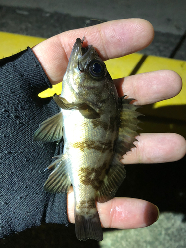 メバルの釣果