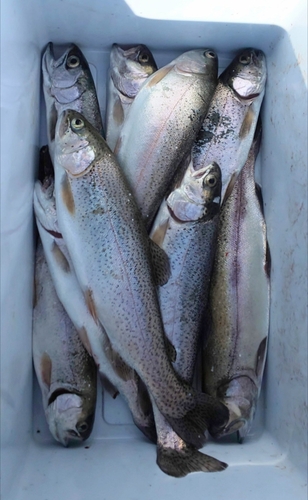 ニジマスの釣果