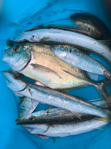 カマスの釣果