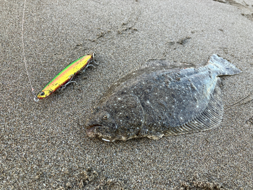 ヒラメの釣果