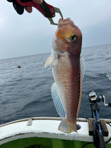 アマダイの釣果