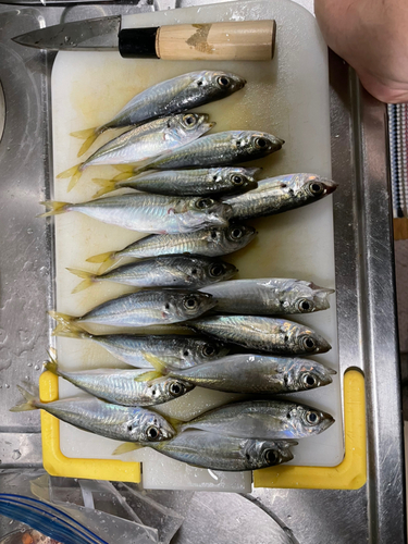 アジの釣果