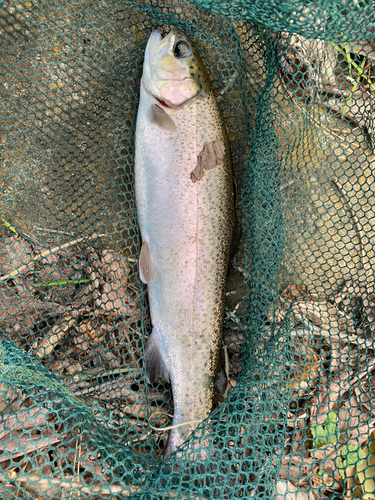 ニジマスの釣果