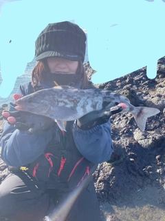 ホッケの釣果