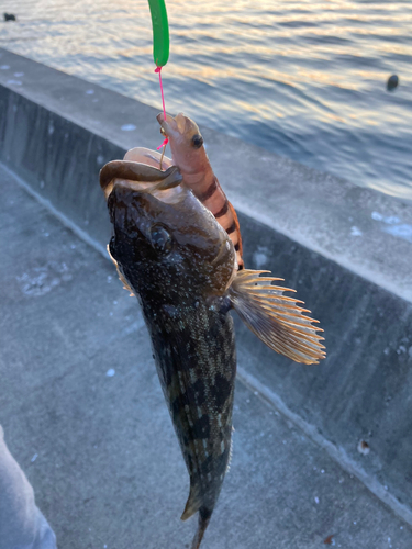 アイナメの釣果