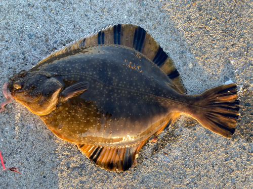 ヌマガレイの釣果