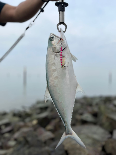 イケカツオの釣果