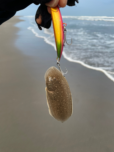 シタビラメの釣果