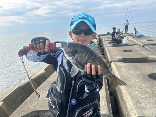 クロダイの釣果