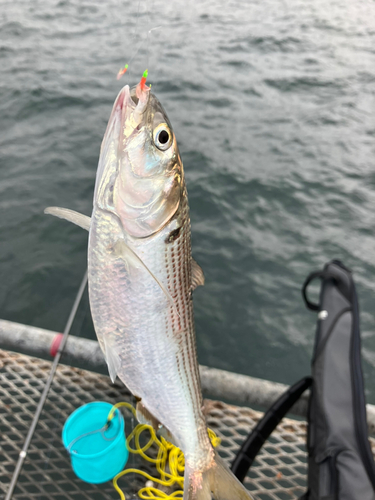 コノシロの釣果