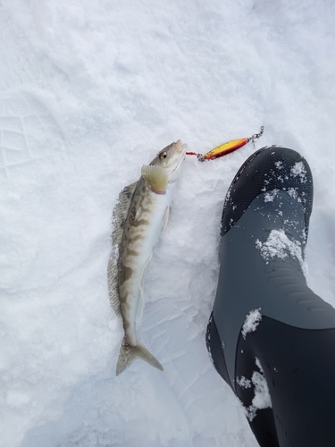 ホッケの釣果