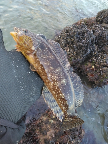 クジメの釣果