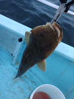 ワラサの釣果