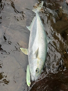 ヒラマサの釣果