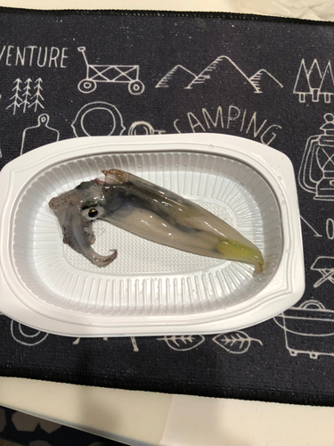 ヤリイカの釣果