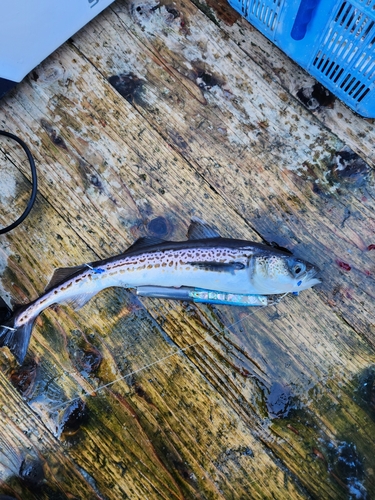 スケトウダラの釣果