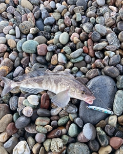 ホッケの釣果