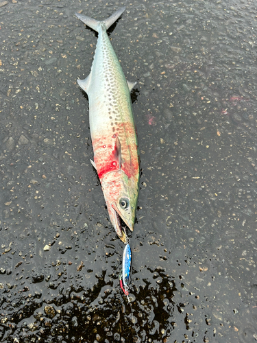 サゴシの釣果