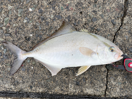 シオの釣果