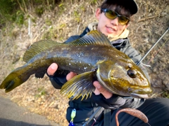 アイナメの釣果