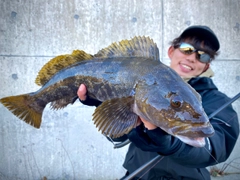 アイナメの釣果