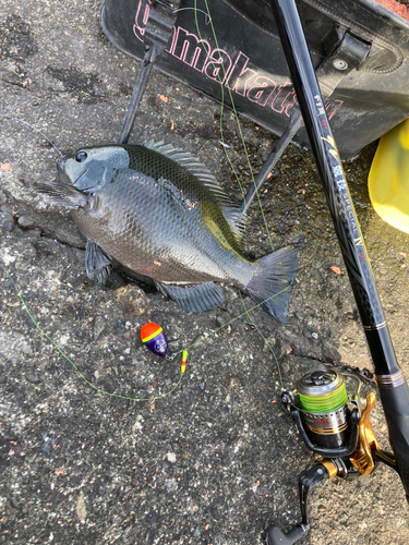 メジナの釣果