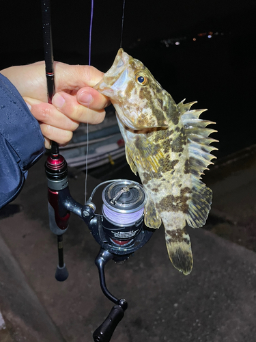 タケノコメバルの釣果