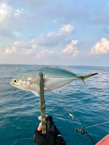 シマアジの釣果