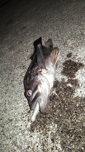 クロソイの釣果