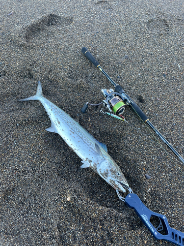 サゴシの釣果