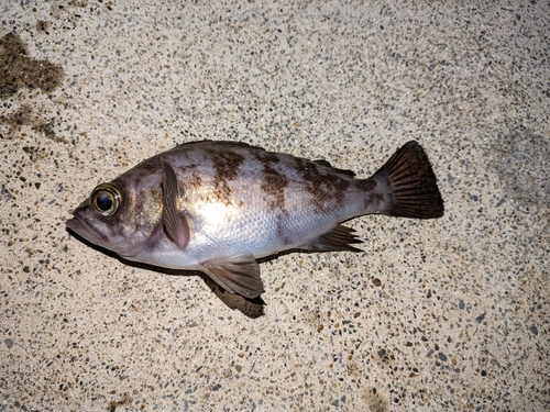 メバルの釣果