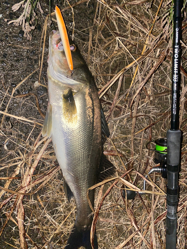 タイリクスズキの釣果