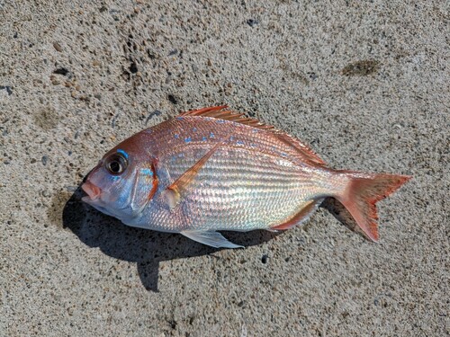 チダイの釣果