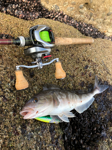 ホッケの釣果